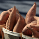Illustration for article titled Sweet Potato DNA Challenges Theory That Polynesians Beat Columbus to America